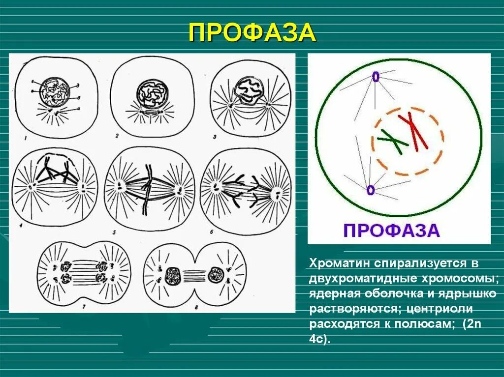 В метафазе хромосомы двухроматидные