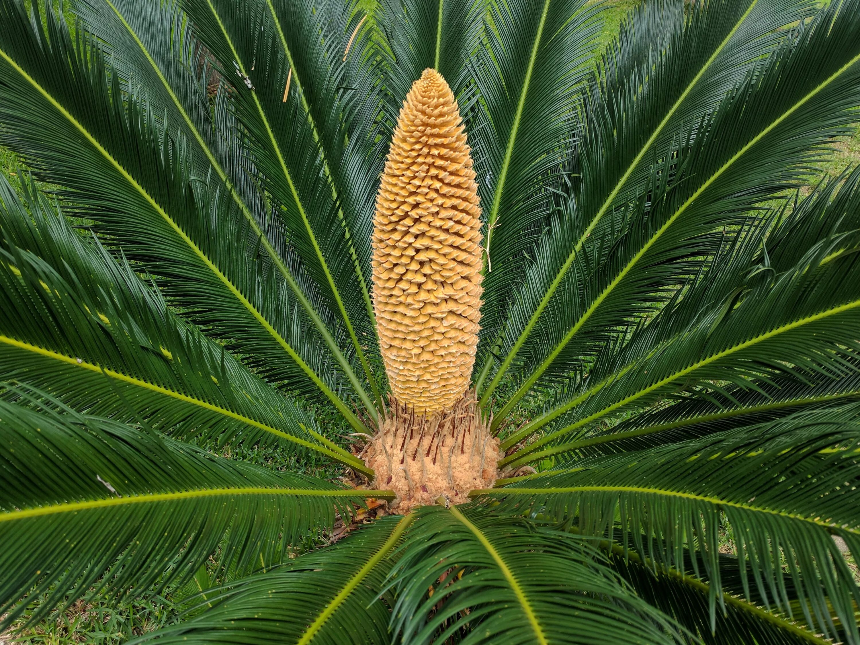 Cycas revoluta. Саговник саговая пальма. саговник цикас. саговник поникающий cycas revoluta. цикас революта, саговник поникающий.