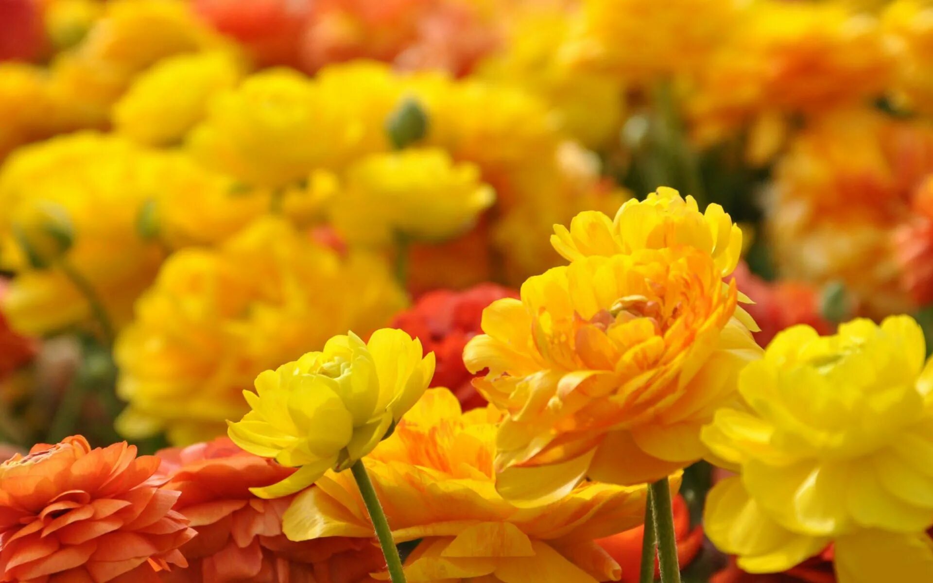 Желтые цветы фото 36 Types of Yellow Flowers for Your Garden