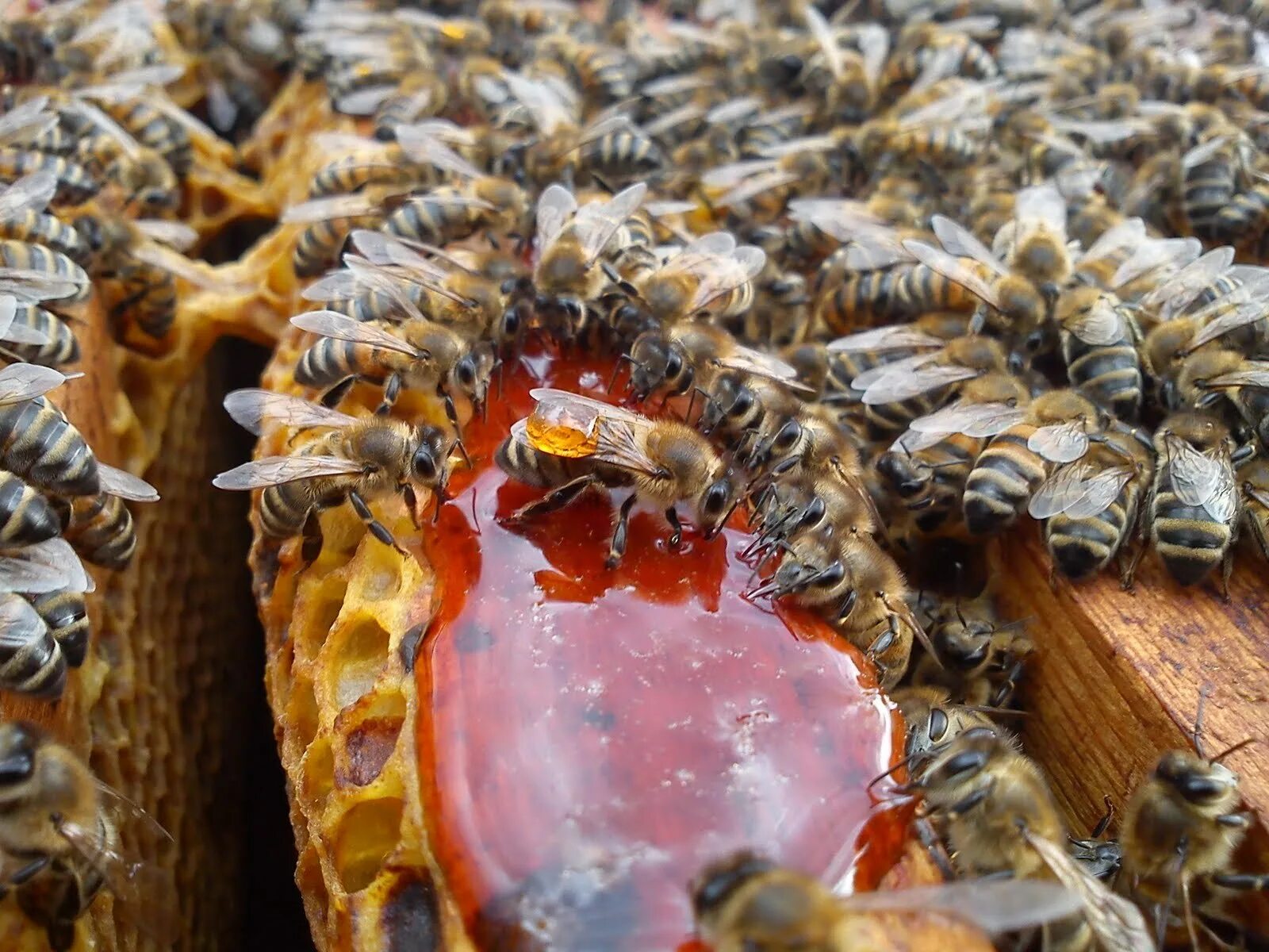 Ос буда. Пчела ест мед. Мясные пчелы. Пчелы которые едят мясо. Мед пчел стервятников.
