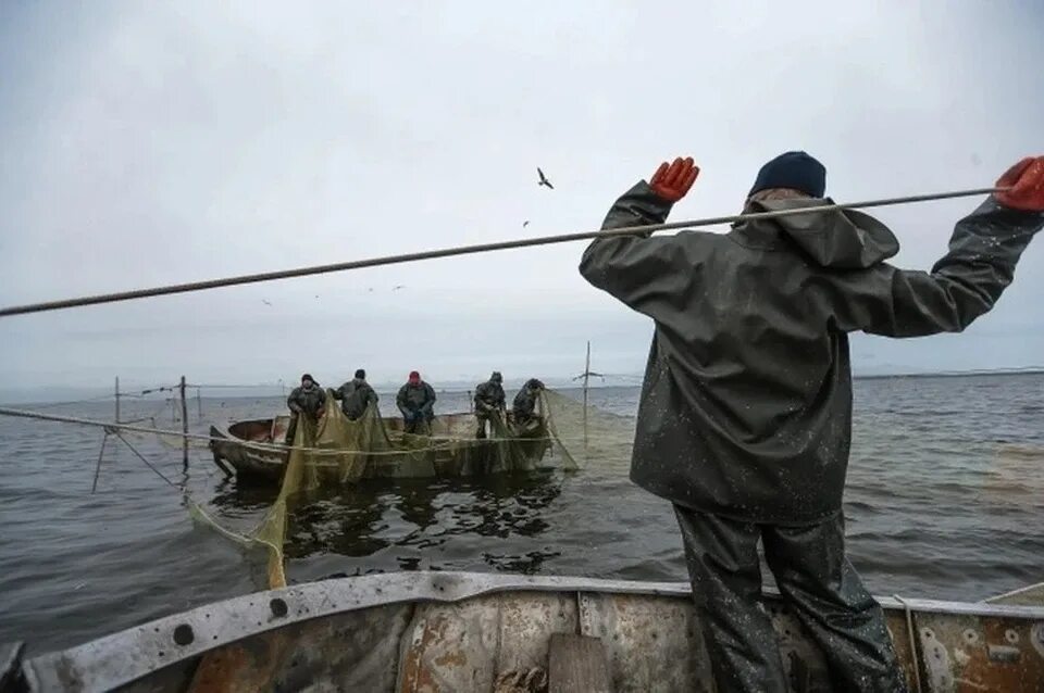 Акулы во владивостоке. Рыбак года. Дальний Восток фото. Ловля кальмара во Владивостоке.