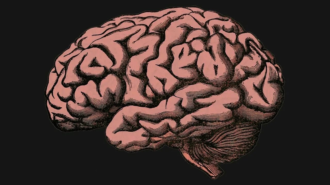 Brain information. Мозг человека арт. Головной мозг арт.