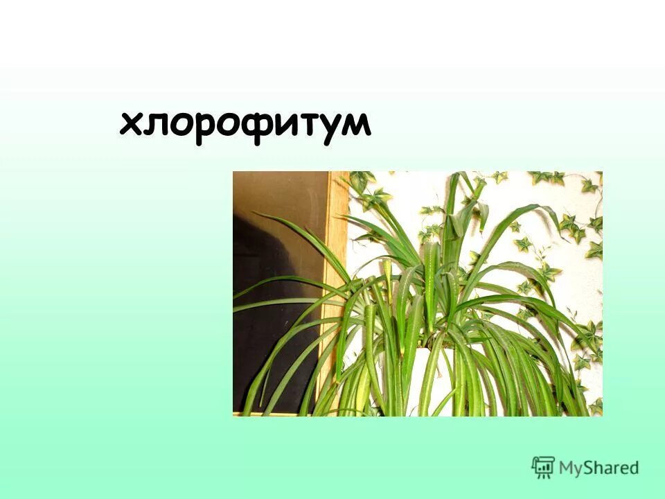 Хлорофитум. Хлорофитум корни. Хлорофитум размножение. Хлорофитум побеги. Хлорофитум приметы