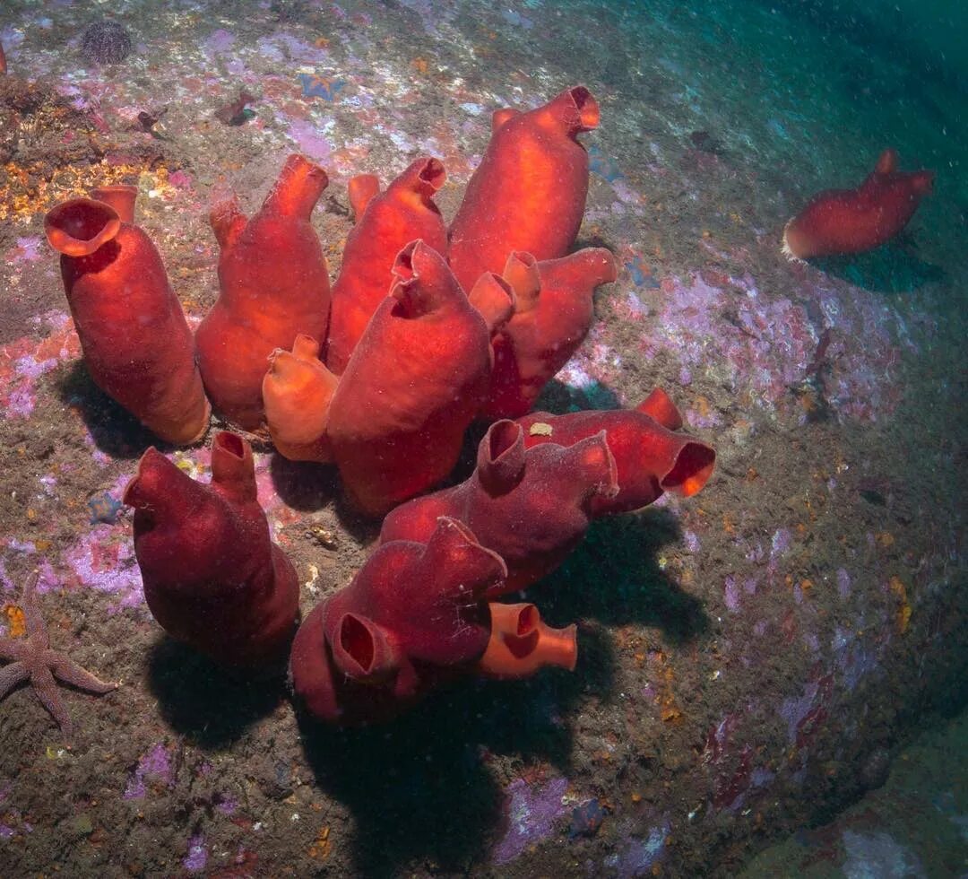 Образ жизни асцидии. Асцидия пурпурная подтип. асцидии японского моря. асцидия пурпурная halocynthia aurantium. морские асцидии.