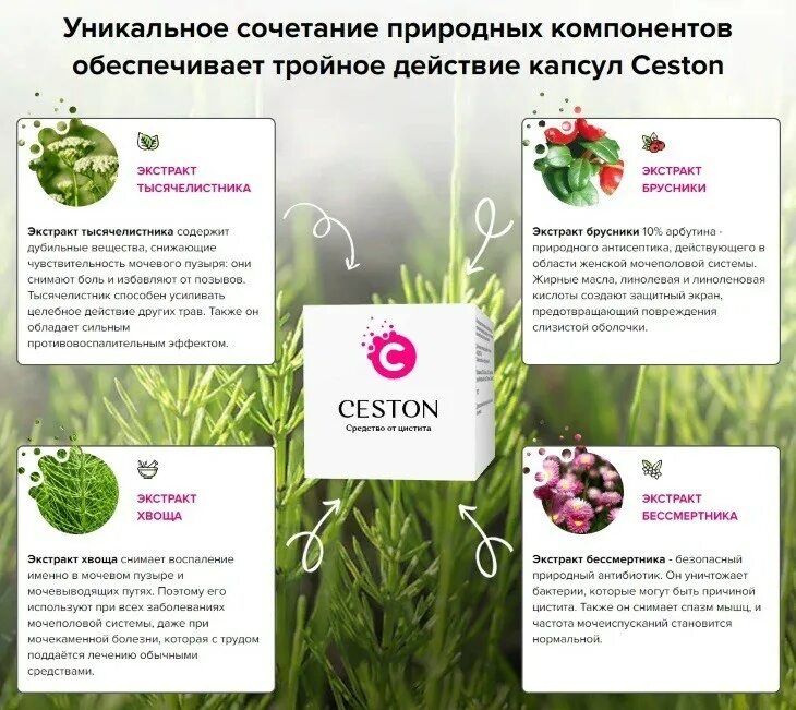 цистит народное эффективное лечение. как вылечить цистит в домашних условиях быстро. схема лечения цистита у женщин препараты. схема лечения при цистите. народные средства от цистита.