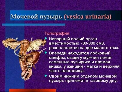Матка впереди