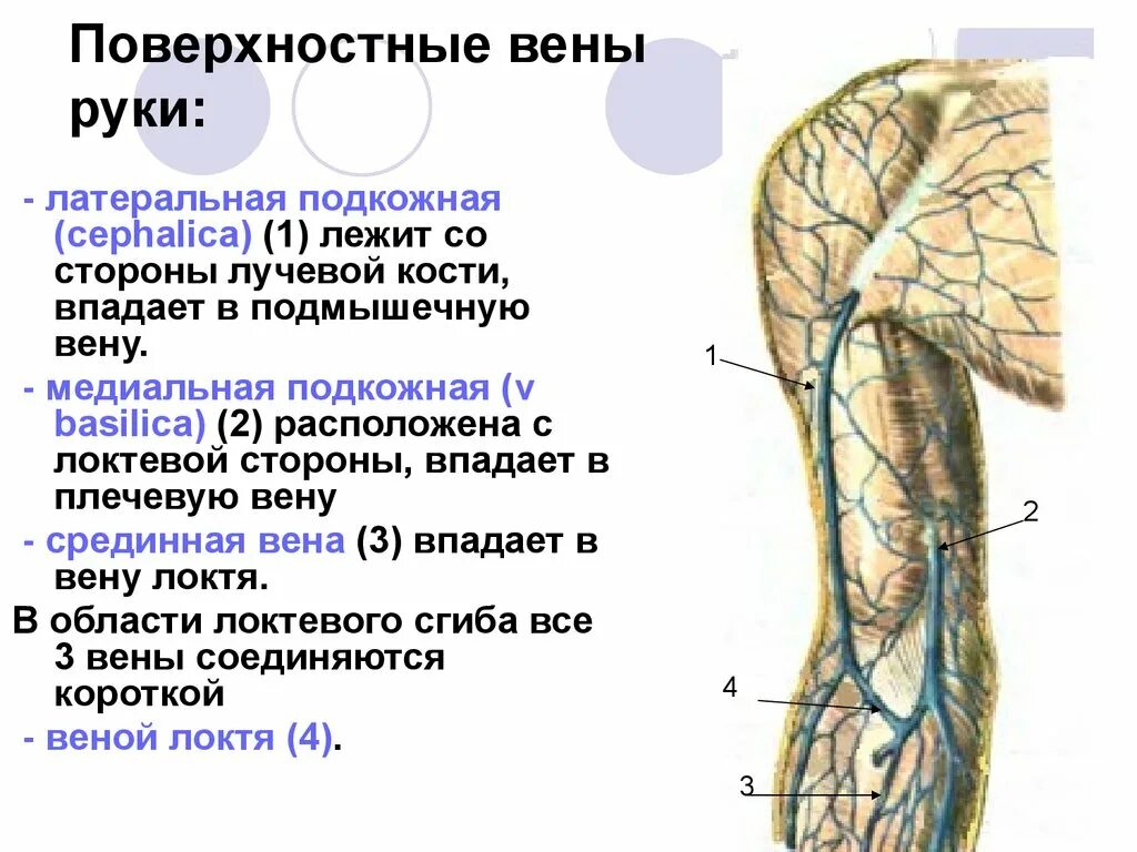 Периферическая вена где. Латеральная подкожная Вена руки. Промежуточная медиальная подкожная Вена руки. Срединная локтевая Вена. Медиальная подкожная Вена анатомия.