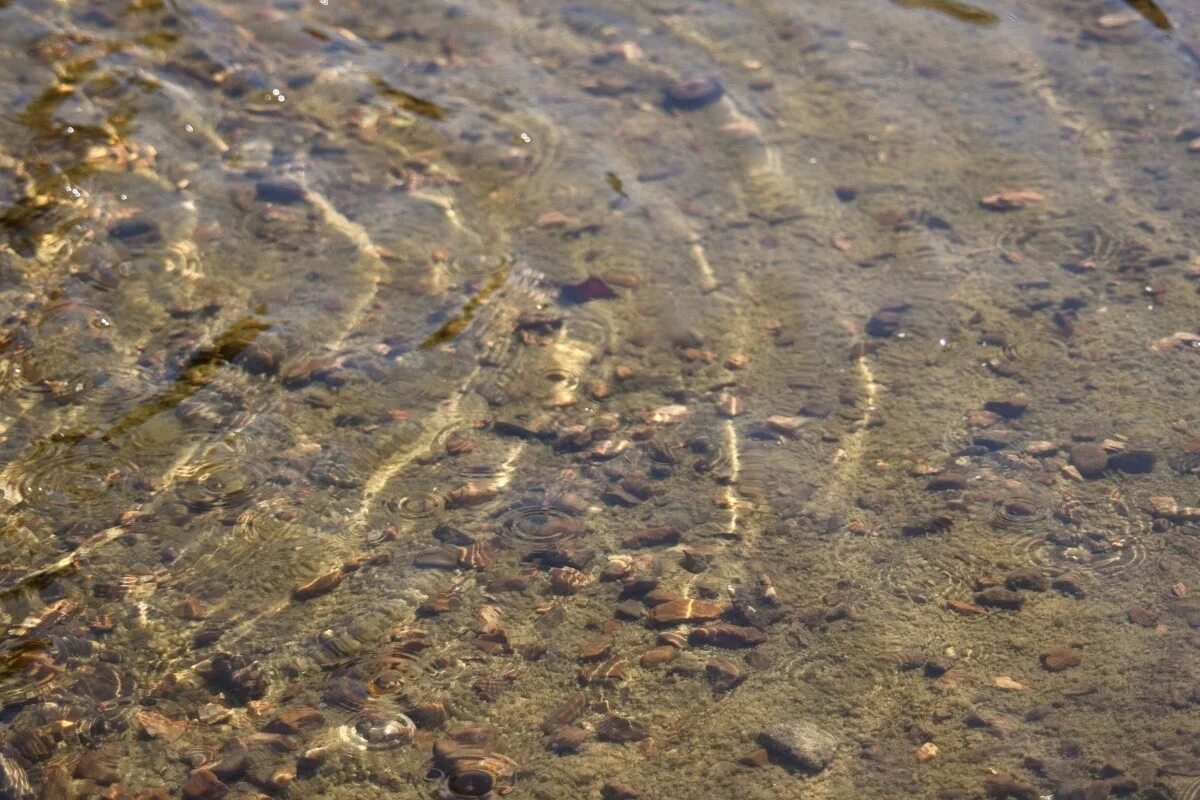 илистое дно озера. глобигериновый ил. ил в водоеме. ил в водоеме. ил в воде.