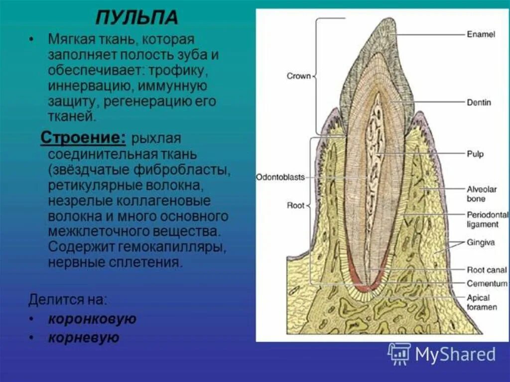 Анатомическая шейка зуба. Коллагеновые волокна периодонта. Анатомия зубов коронка шейка. Строение зуба шейка зуба. Какую функцию выполняет коронка зуба