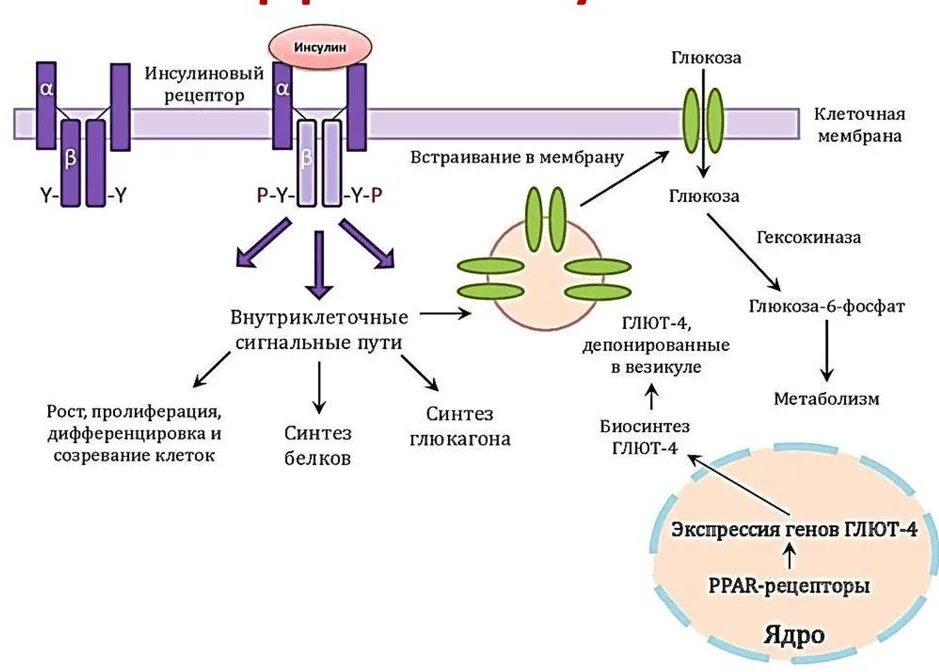 Механизм действия инсулина биохимия гормоны. Механизм действия инсулина схема. Инсулин схема действия гормона. Схема механизма действия инсулина на клетку.