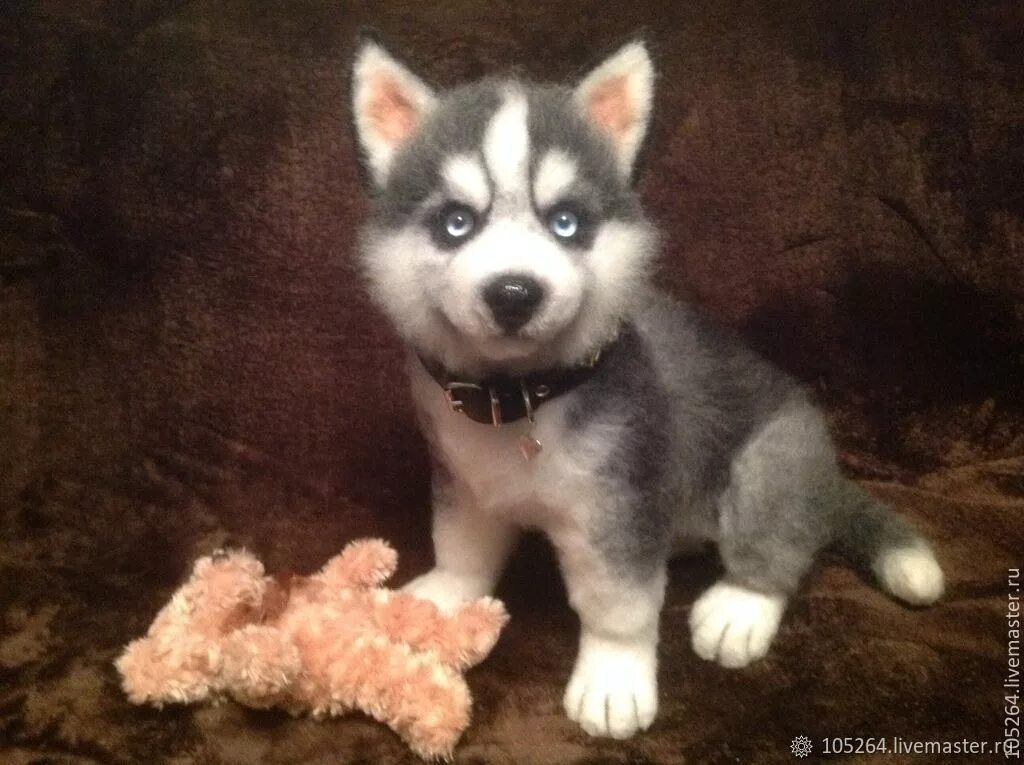 Алиса хаску. Валяная хаски. Алиса хаску. Хаски алиса. Leosco хаски.