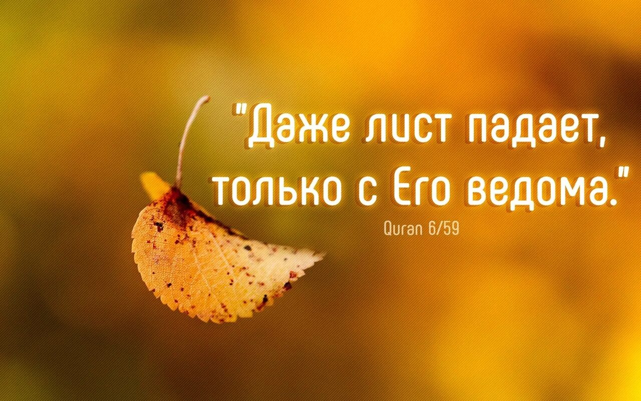 Даже лист падает с его. Даже лист падает с его ведома. дорожи каждым днем. ценить каждый момент жизни. даже лист падает только.