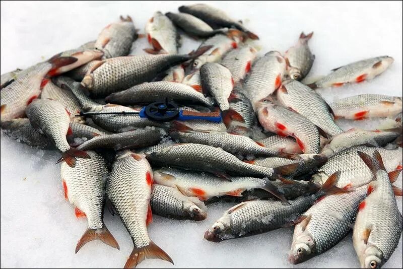 Ловить много рыбы. Куча рыбы на льду. Зимняя рыбалка. Много рыбы зимой. Рыбалка много рыбы.