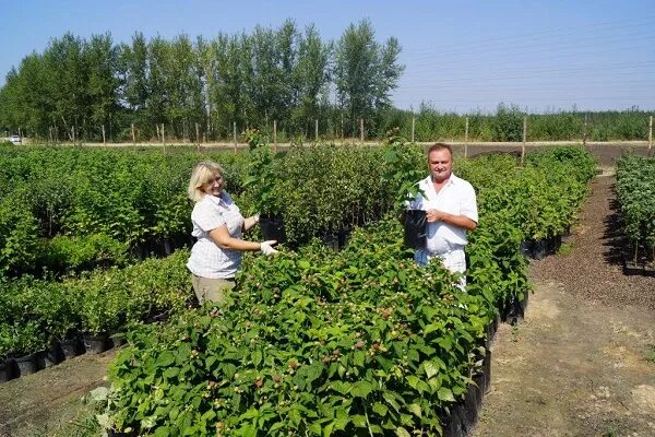 Купить саженцы в воронежской области