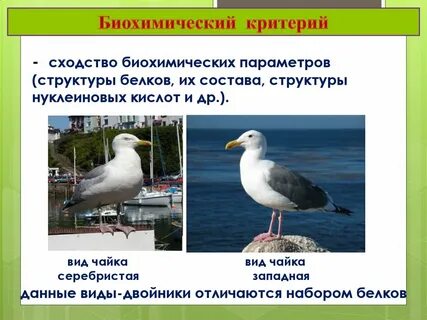 Физиологический вид примеры