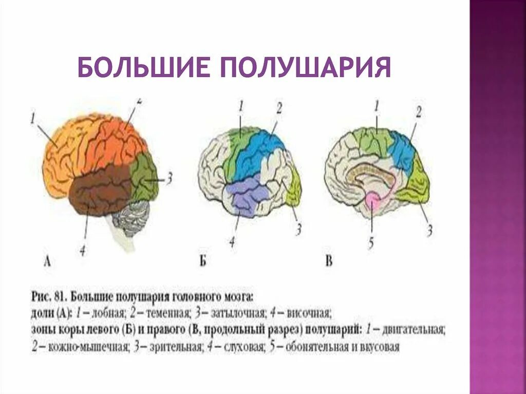 В каждом полушарии долей. Большие полушария головного мозга доли и зоны. Доли коры больших полушарий головного мозга. Доли полушария большого мозга биология 8 класс. Строение доли зоны коры головного мозга.