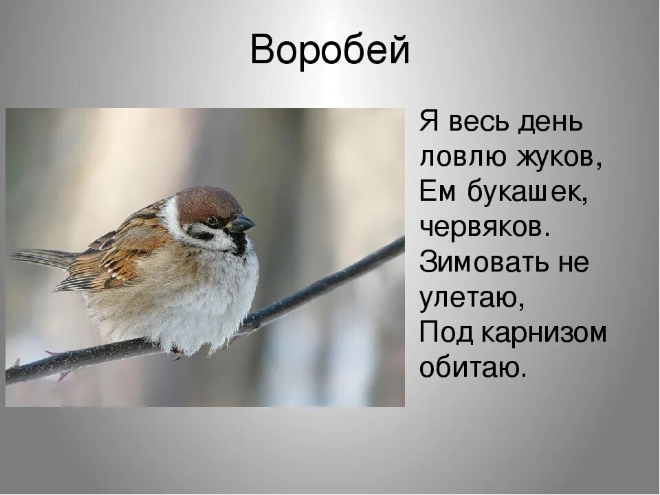 Песня воробей и воробьев. Загадка про воробья. Загадка про воробья для детей. Стих про воробья для детей. Загадки про Воробьев.