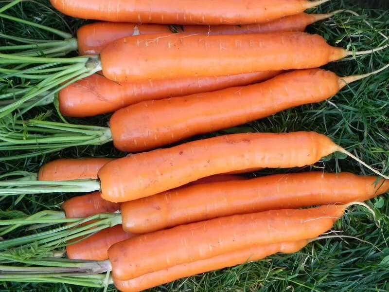 Морковь сорт Тушон. Семена. Морковь "Тушон". Сорт моркови Флаккоро. Морковь Тушон 2гр/20. Лучшие сорта моркови для средней полосы