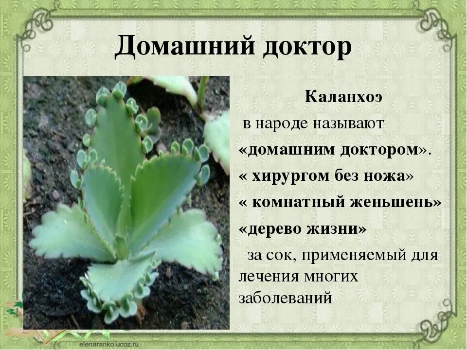 Каланхоэ ланцетовидный. Каланхоэ польза для здоровья человека. Каланхоэ польза для здоровья человека. Каланхоэ лечебное растение комнатное. Каланхоэ лекарь.