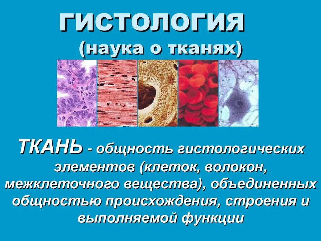 Гистология это наука. Гистология в гинекологии. что такое гистология в медицине. гистологическое исследование тканей.