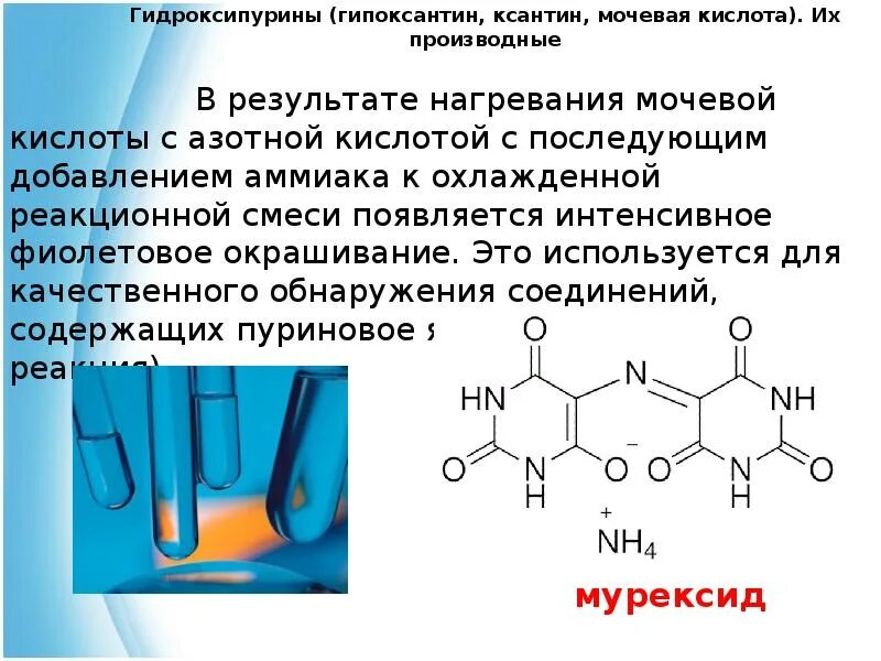 Что уменьшает мочевую кислоту. Гипоксантин ксантин мочевая кислота. Пурин производные ксантин. Гидроксипурины (мочевая кислота, ксантин, витамин в1). Мочевая кислота (uric acid).