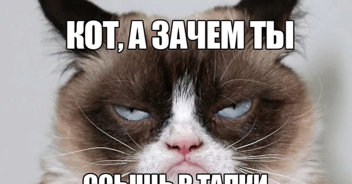 Мемы про котят. Мемы с котами. Кот Мем. Смешные мемы с котом. Мемы с котятами.