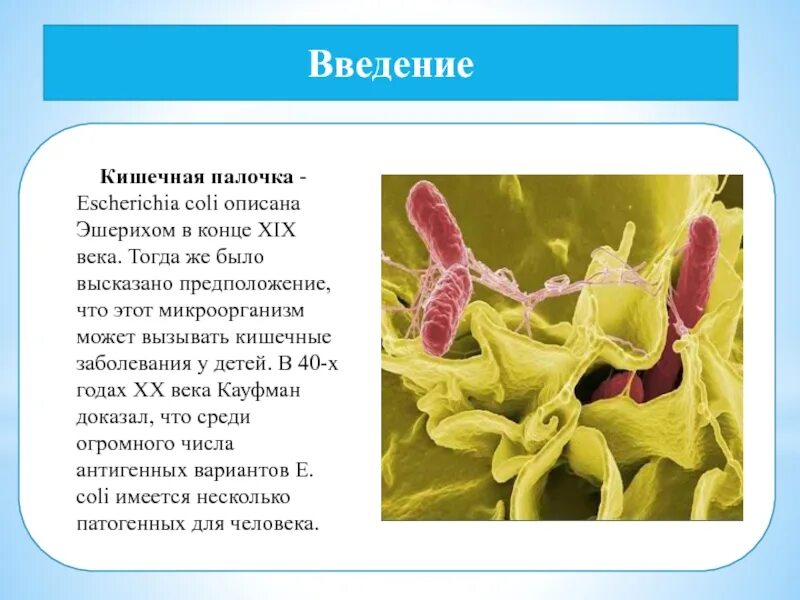 Кишечная палочка вызывает заболевания. Сообщение о кишечной палочке. Кишечная палочка доклад. Колиэнтерит. Диарейные кишечные палочки презентация.