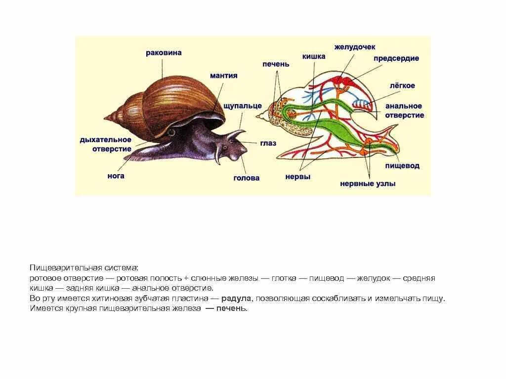 Улитка прудовик внешнее строение. Строение прудовика обыкновенного рисунок. Внутренне строение обыкновенного прудовика. Внешнее и внутреннее строение прудовика. У прудовика печень