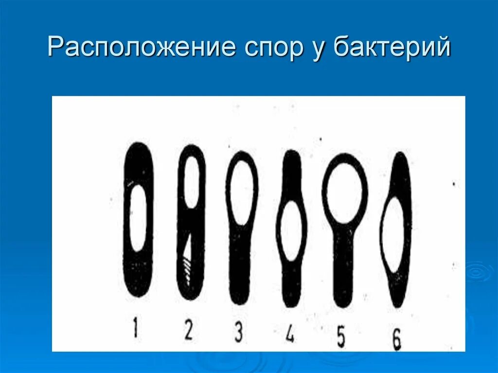 Форма спор бактерий. Расположение спор у бактерий. Споры бактерий. Споры бактерий расположение. Расположение спор у бацилл.