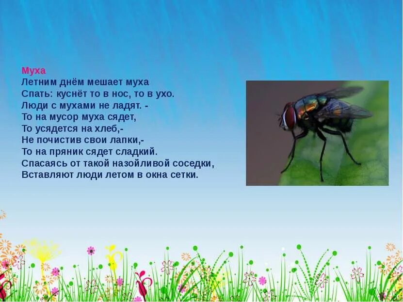 Стих про муху. Детский стишок про муху. Стихотворение про насекомых. Стих про муху. Сидит на носу.