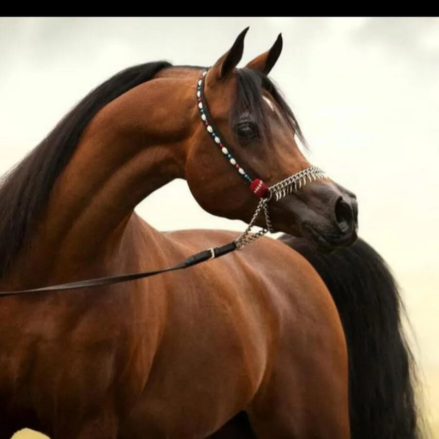 У чистокровной верховой лошади шея тонкая. Арабская лошадь. Арабский скакун. Арабский жеребец. Арабская чистокровная лошадь.