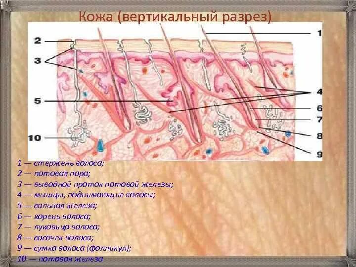 Где расположены потовые железы и корни волос. Кожа вертикальный разрез. Кожа человека в разрезе. Продольный разрез волоса в коже. Строение потовой железы гистология.
