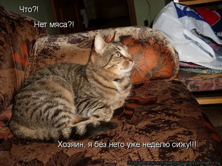 неделю сижу дома. неделю сижу дома. кот сидит на чемодане. кот жалуется. кот на работе мем.