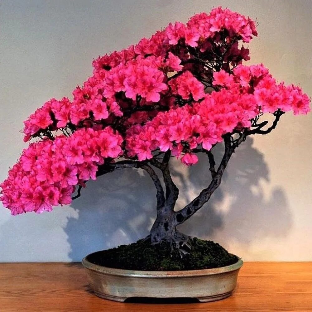 Бонсай дерево цветущее сакура. Мини бонсай сакура. Банзай сакура растение. Бонсай вишня. Бонсай сакура асахи.