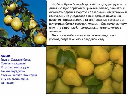 Груша группа культурных растений