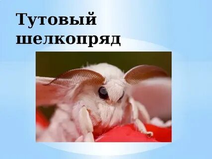 Шелкопряд песня