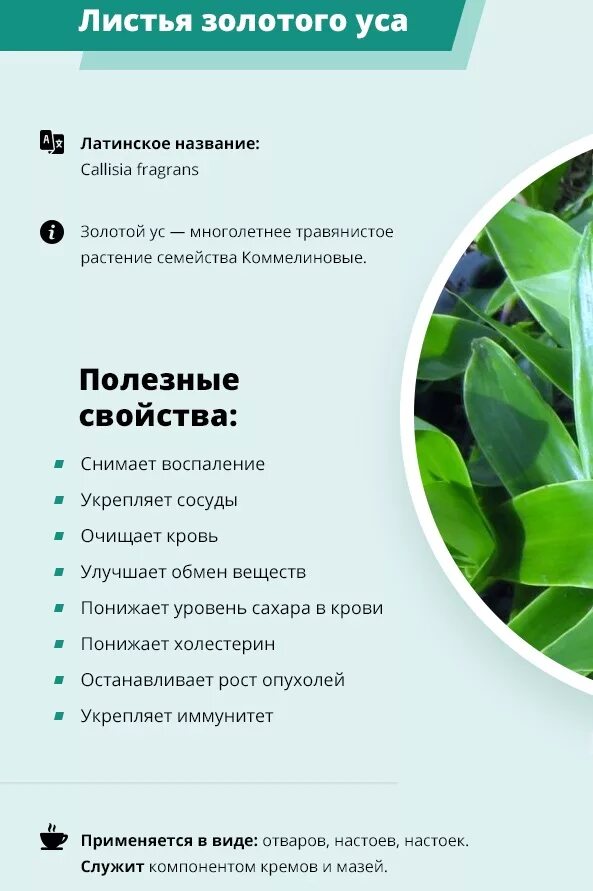 Золотой ус лечебные применение. Золотой ус. золотой ус применение. растение золотой ус рецепты. золотой ус лечебные свойства.