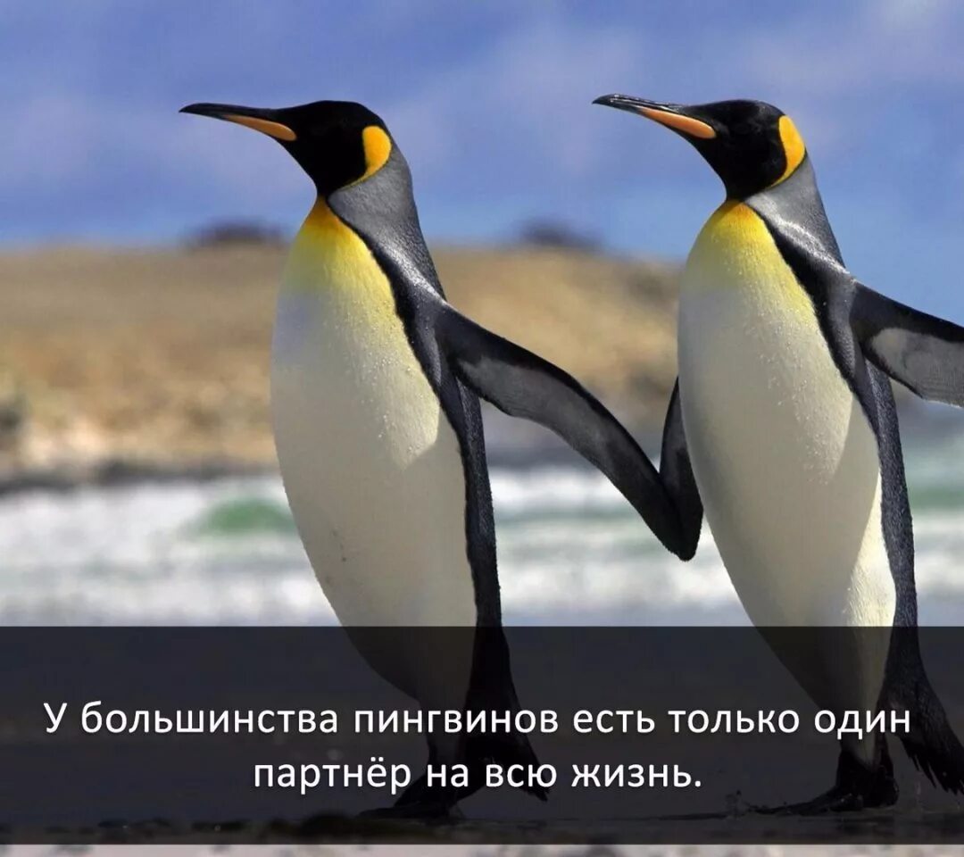 У какого пингвина всегда есть действие. Интересные факты о пингвинах. Самое интересное о пингвинах. Удивительные факты о пингвинах. Интересные факты перо пингивинов.