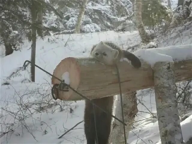 Приманка на соболя