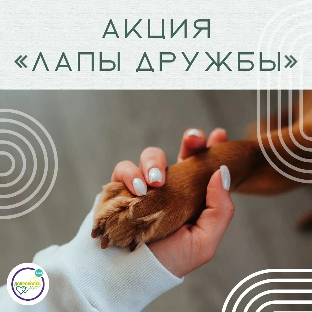 Лапа дружбы. Всероссийская акция лапа дружбы. акция с лапкой. лапа дружбы казань 2025.