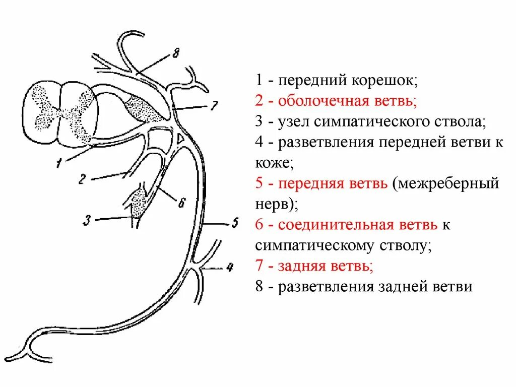 Ветви спинномозговых нервов иннервирующие. Схема образования и разветвления спинномозгового нерва. Схема формирования спинномозгового нерва. Схема образования спинномозгового нерва и его ветвей. Анатомия спинномозгового нерва, его формирование и ветви..