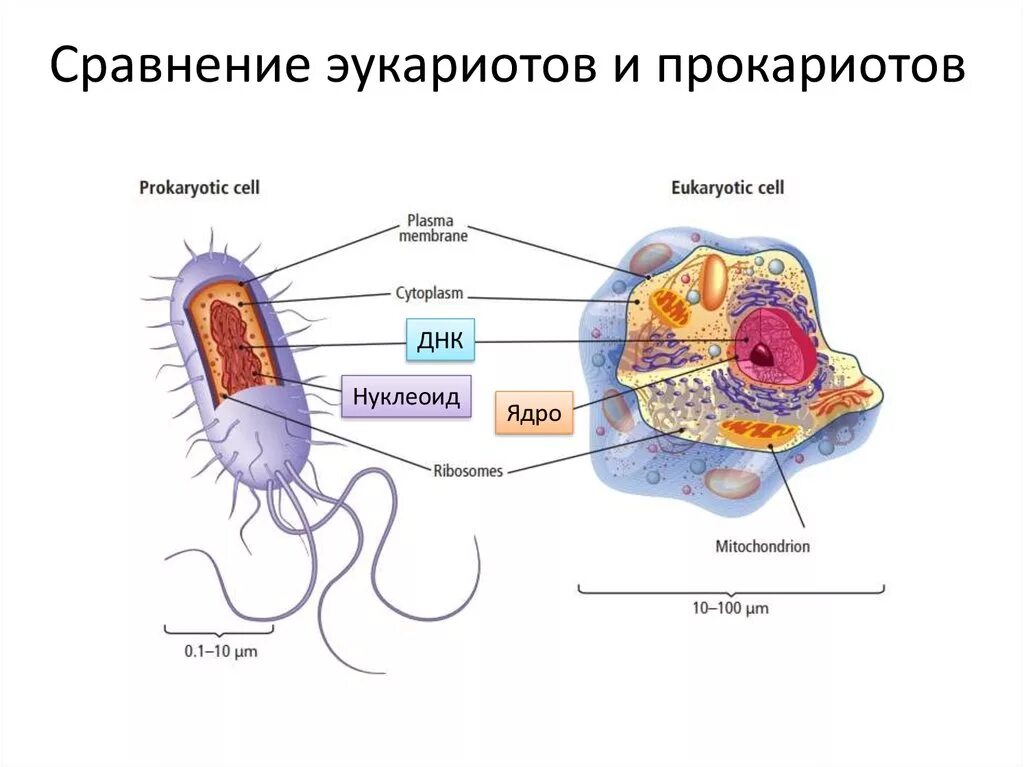 Клетки прокариот отличаются