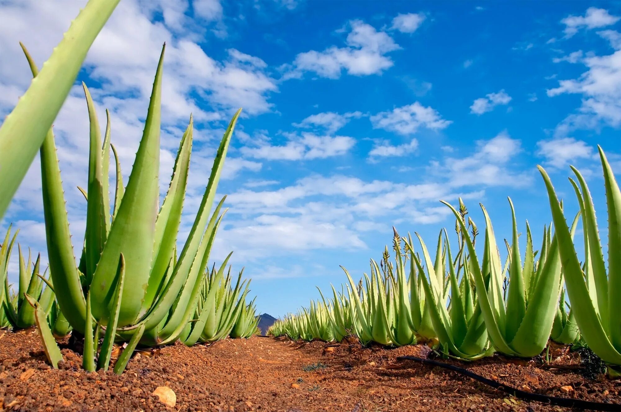 Aloe via