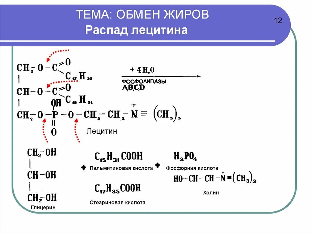 Формула распада жира. Схема распада жиров. Распад лецитина. Реакция распада жира. Реакция распада в организме