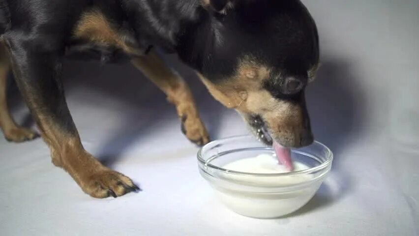 Собака отказывается пить воду. Собака пьет молоко. Щенок лакает молоко. Маленькая собачка и молоко.