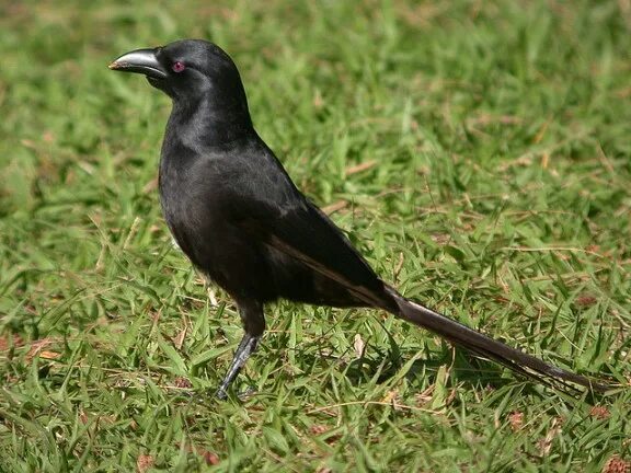 Птица похожая на сороку. Красноклювая черная сорока. Американская чёрная сорока. Птица похожая на ворону. Темно сорок.