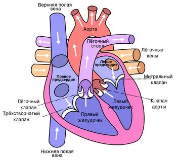 Фото и Картинки "Сердце человека" .