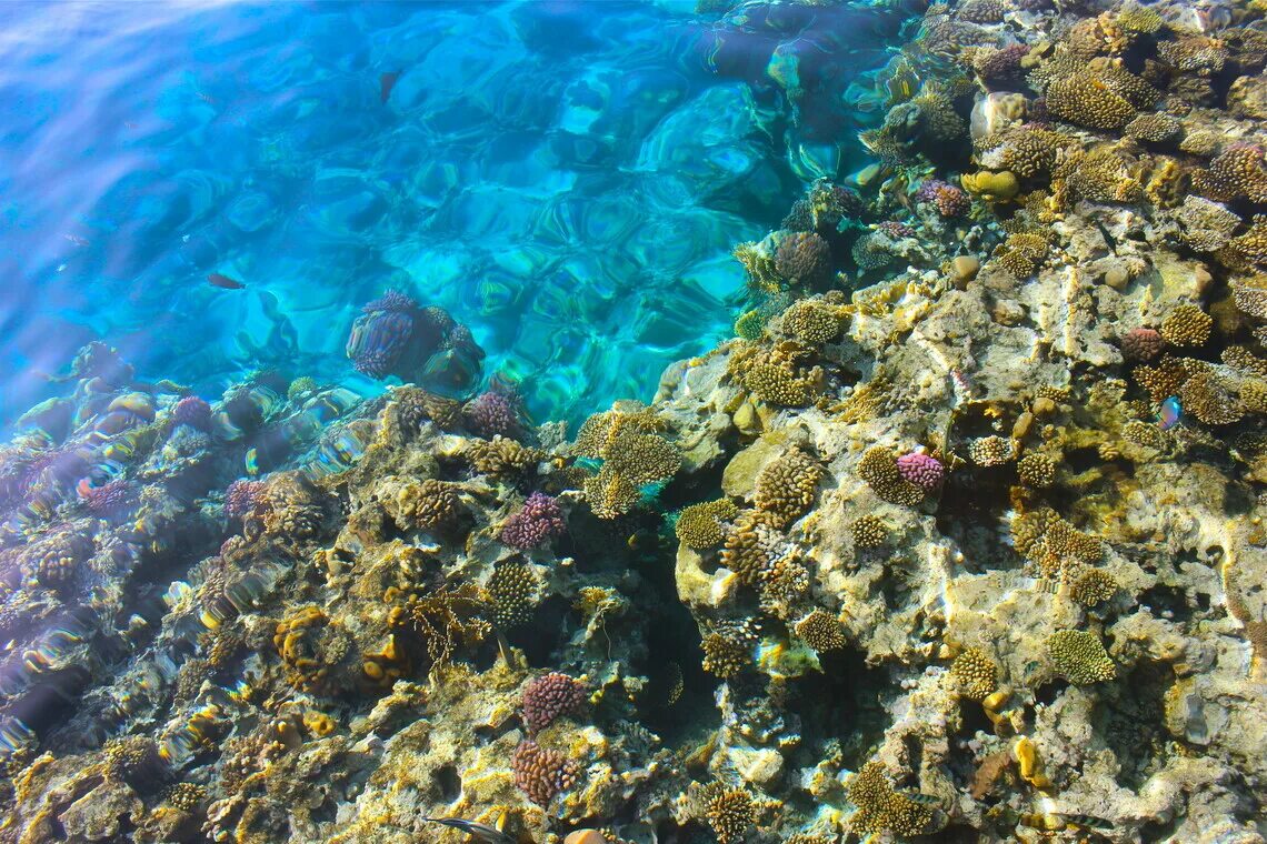 Где риф. Риф Шарм-Эль-Шейх. Красное море Шарм-Эль-Шейх. Шармаль Шейх море. Коралловый риф в Шарм Эль Шейхе.