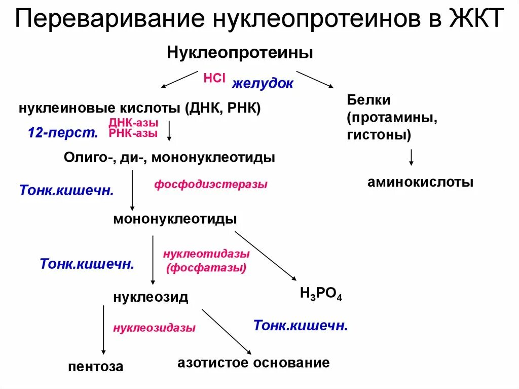 Фермент переваривающий белки. Схема переваривания нуклеопротеинов. Схема переваривание нуклеопротеидов. Схема переваривания нуклеопротеидов в желудочно кишечном тракте. Переваривание нуклеопротеинов в желудочно-кишечном тракте, ферменты.