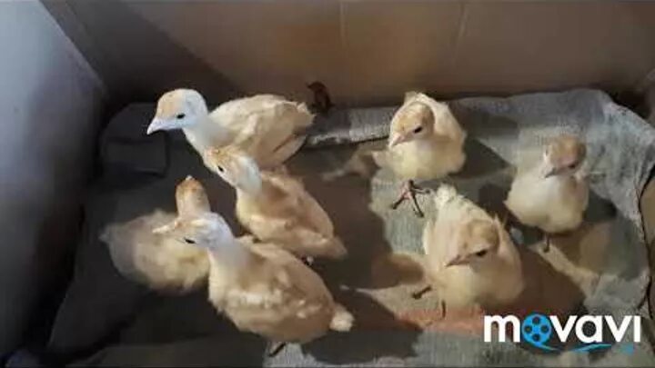 Как различить индюшат по полу. Определение пола у индюшат. Пол индюшат. Пол для индюков. Как определить индюшат по полу.